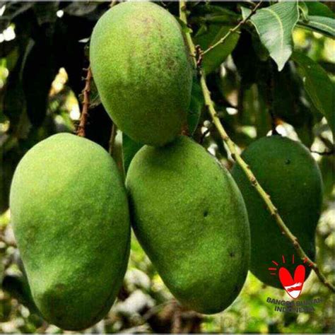 Jual Bibit Tanaman Buah Mangga Aromanis Harumanis Harum Manis Di