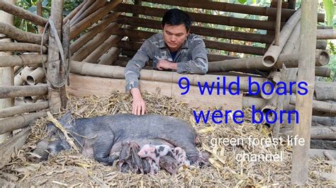 Piglets Were Born Welcome The Th Batch Of Wild Pigs Born Green