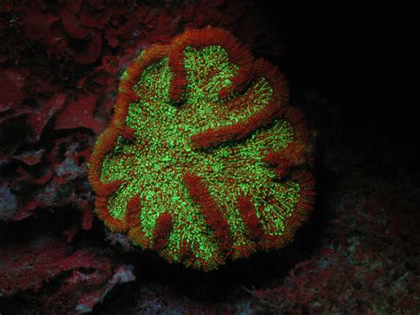 Tech Tip: Fun with Fluorescence Photography - Chlorophyll - NIGHTSEA