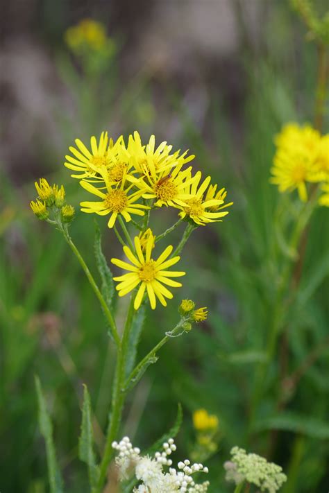 Pflanze Des Monats Sumpf Greiskraut Stiftung Naturschutz Berlin