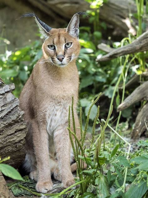 Portrait of a Female Caracal, Caracal Caracal Stock Image - Image of ...