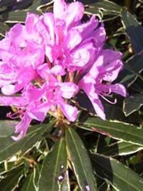 Pontischer Rhododendron Variegatum Rhododendron Ponticum Variegatum