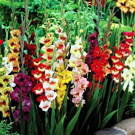 40 X Gladioli Bulbs Large Flowering Mixed Rainbow Colour Collection