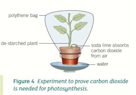 How can you prove that carbon dioxide is needed for photosynthesis ...