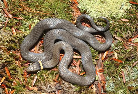 Pacific Ringneck Snake