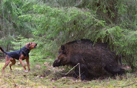 Jagd Auf Wildschwein Stockbild Bild Von Landwirtschaftlich 104354191