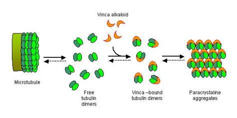 Microtubule Inhibitors - USMLE Strike