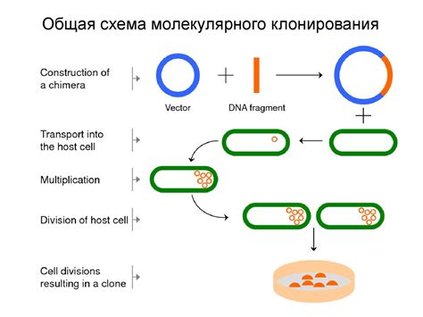 Биоинженерия. Клонирование - online presentation