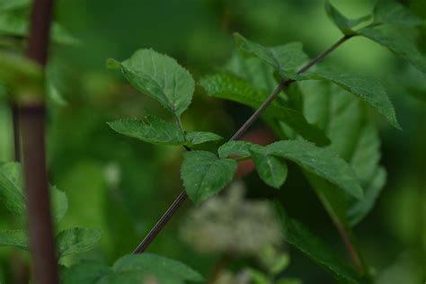 Wald Engelwurz Wald Engelwurz Angelica Sylvestris C Jo Flickr