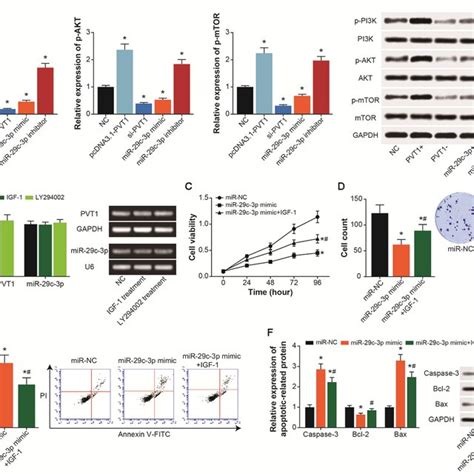 Pi3kaktmtor Signaling Mediated The Impact Of Pvt1mir 29c 3p Axis On