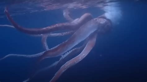 Video Japanese Diver Films Giant Squid In Rare Encounter Miami Herald