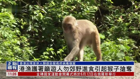 香港渔护署吁游人勿郊野进食引起猴子抢夺 凤凰网视频 凤凰网