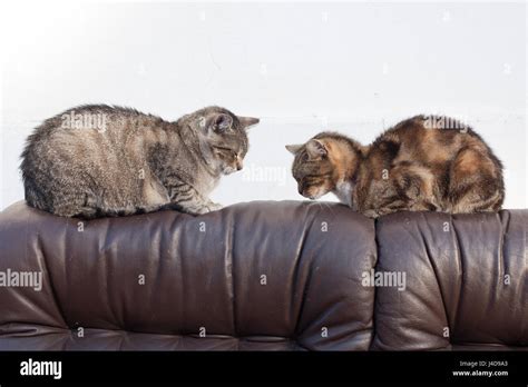 Friendship of dogs and cats Stock Photo - Alamy