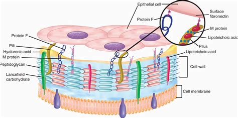 25 Streptococci And Enterococci Basicmedical Key