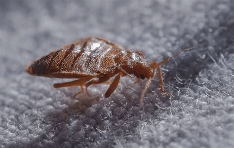 Cimice Dei Letti Cimex Lectularius