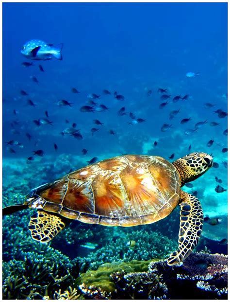 Tortugas Marinas En Las Paradis Acas Aguas Cristalinas De Los Roques En