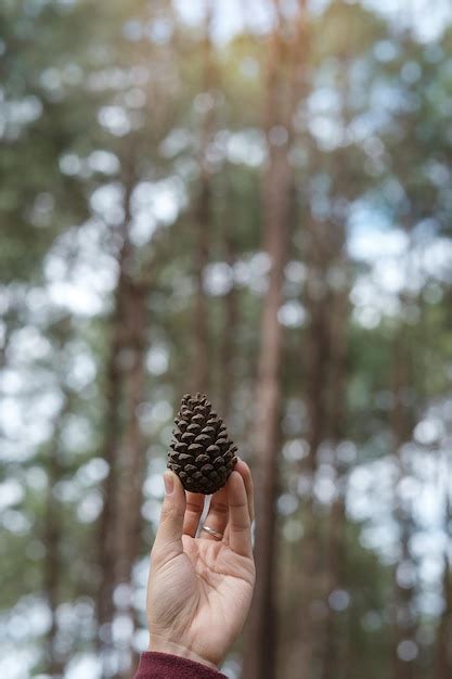 Premium Photo Midsection Of Person Holding Pine Cone Against Trees In