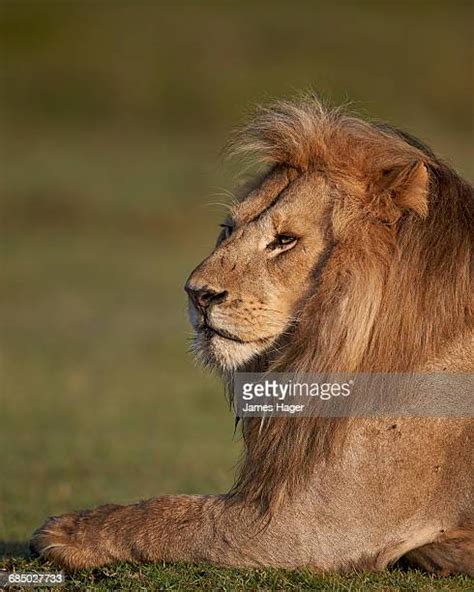 177 Lion Fur Texture Stock Photos High Res Pictures And Images