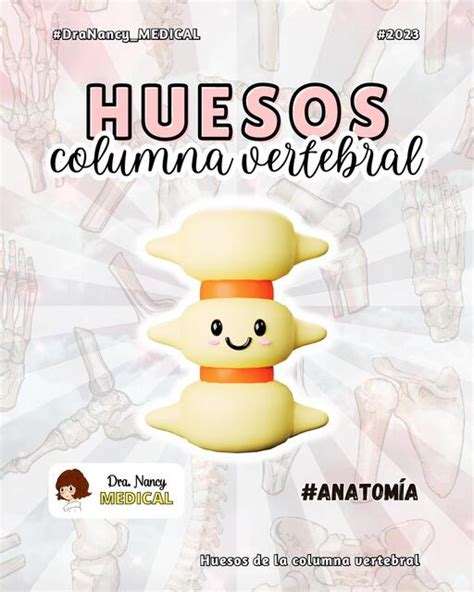 Huesos De La Columna Vertebral Dra Nancy MEDICAL UDocz