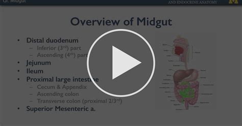 Midgut - Gastrointestinal Anatomy | Coursera