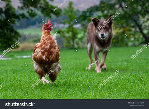 Why Do Dogs Chase Chickens