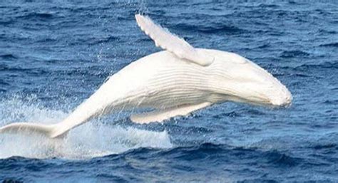 migaloo-white-whale-albino-featured-image