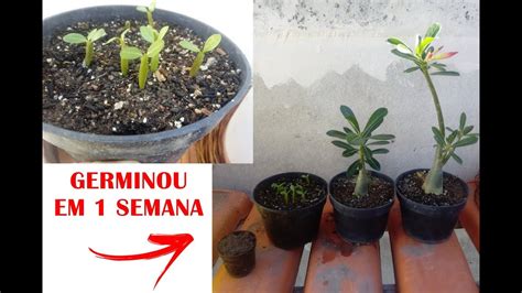 Como Germinar Semente De Rosa Do Deserto Rapido Germinou Tudo Em 7 Dias Youtube