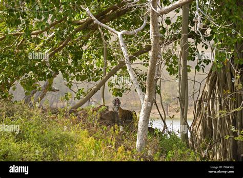 Bengal Tiger Panthera Tigris Tigris Resting On A Ancient Ruined Wall