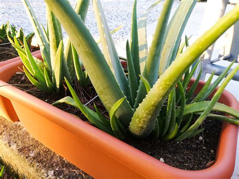 Moltiplicare Le Piante Di Aloe Vera Stocker Garden