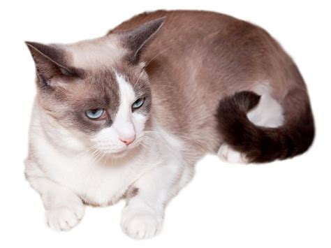 Snowshoe Cat Breeders and Information