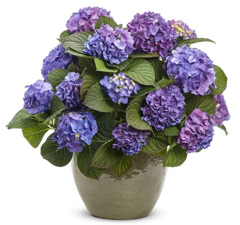 Let S Dance Blue Jangles Reblooming Hydrangea Hydrangea