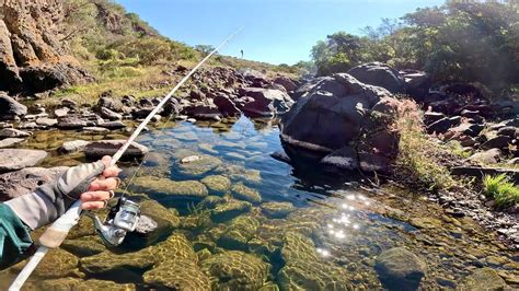 Pesca En Charcos INFESTADOS De Lobinas En La Sierra YouTube