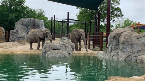 KC Zoo’s new and $10 million improved elephant exhibit opens Friday ...