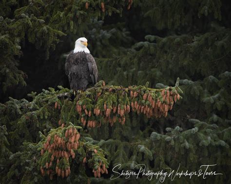 Bald Eagle On Spruce Branch Shetzers Photography