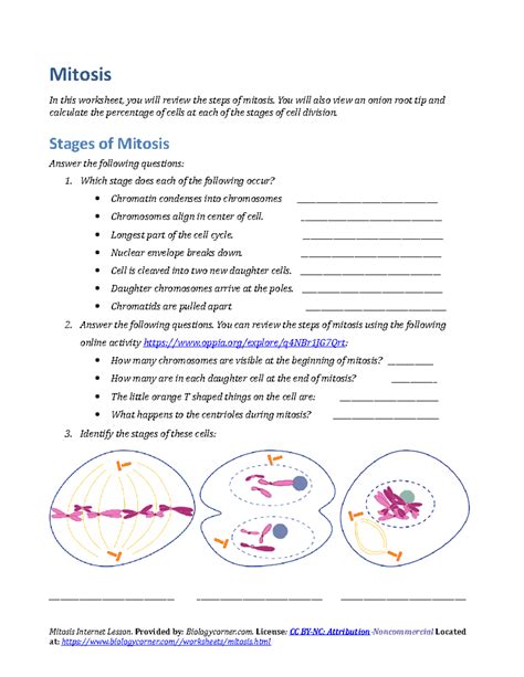 Mitosis Worksheet Mitosis In This Worksheet You Will Review The