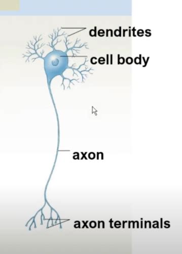 Nervous System Flashcards Quizlet