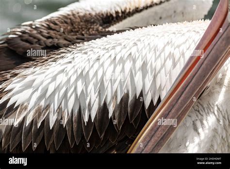Pelican Feather Details And Texture Close Shot Stock Photo Alamy