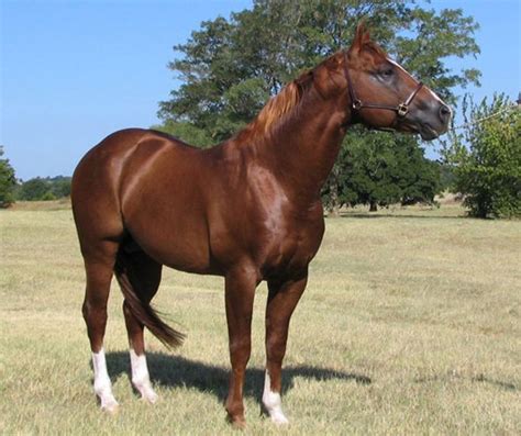 American Warmblood Horse Breed Information, History, Videos, Pictures