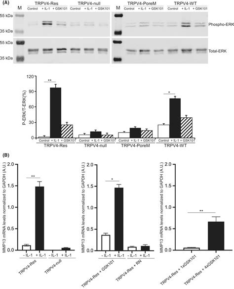 Trpv Mediates Il Induced Ca Signaling Erk Activation And Mmp