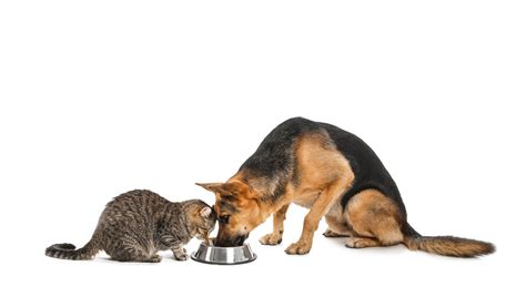 Can Cats Die If They Eat Dog Food At Juana Linkous Blog