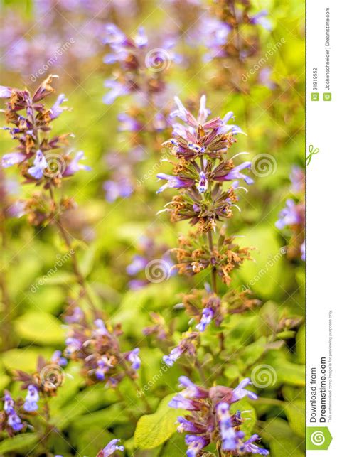 Sage Salvia Officinalis Stock Photo Image Of Medicine 31919552