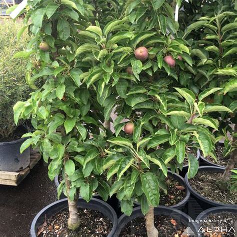 Apple Columnarurban Tasty Red 5gal Cornell Farm