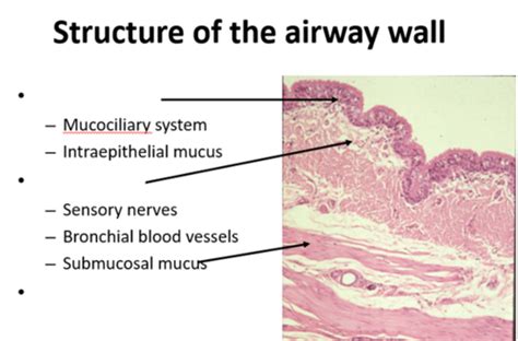 VM 536 Day 8 Lower Airways Structure And Function Flashcards Quizlet