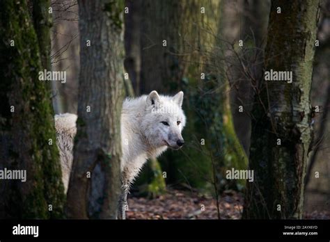 Arctic Wolf Canis Lupus Tundrarum Adult Hidden Behind Trees Stock