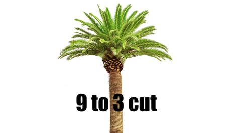 Trimming Palm Trees How To Trim Palms Lawn Care