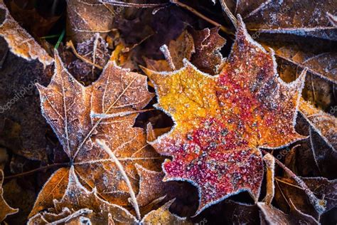 Frozen Autumn Frost Cold Morning Ice Maple Leaves — Stock Photo © Weyo