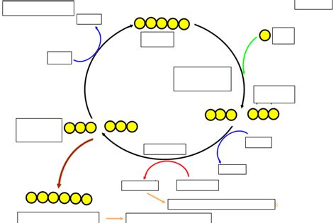 Calvin Cycle Diagram | Quizlet