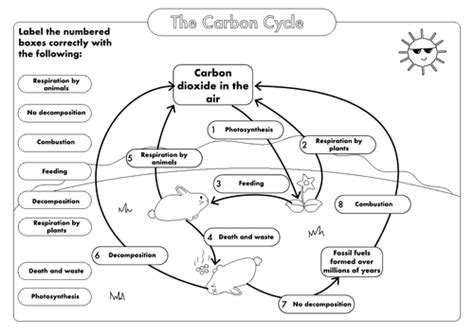 Gcse Biology Carbon Cycle Worksheets And A3 Wall Posters Updated