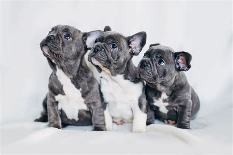 Are French Bulldogs From France