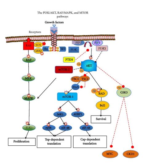 Several Growth Factor Signals Activate Cell Membrane Receptor Tyrosine Download Scientific